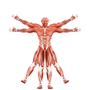 Dr. Muscle logo